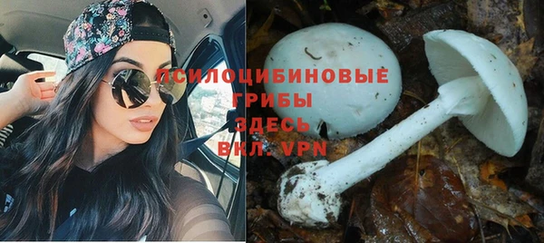 мяу мяу мука Белокуриха