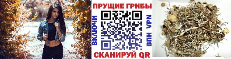 Галлюциногенные грибы прущие грибы Кизилюрт