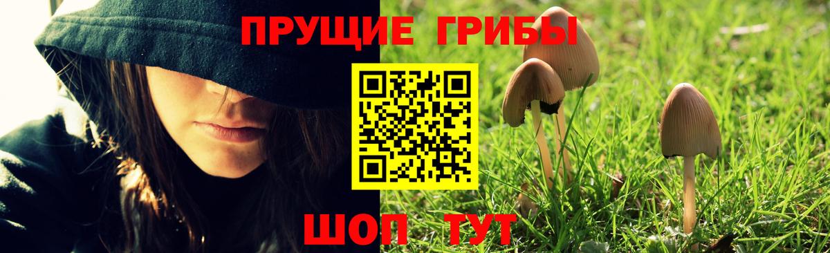 Псилоцибиновые грибы мицелий  Галлюциногенные грибы Psilocybe  магазин продажи   Кизилюрт 